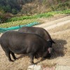 枞阳农家散养黑猪肉 新鲜五花瘦肉